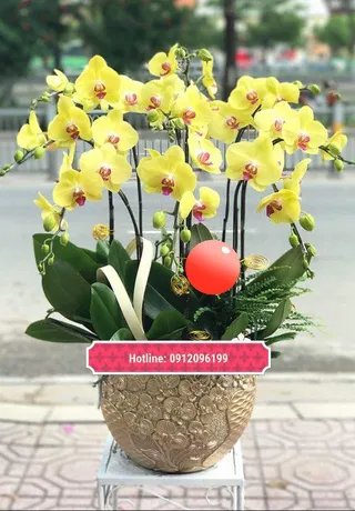 Chậu Lan Hồ Điệp Vàng Cuốn Hút