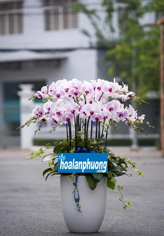 Chậu Lan Hồ Điệp Hồng Mộng Mơ