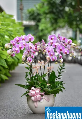 Chậu Lan Hồ Điệp Hồng Hòa Hợp
