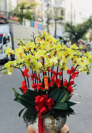 Hoa Lan Huyện An Lão Hải Phòng