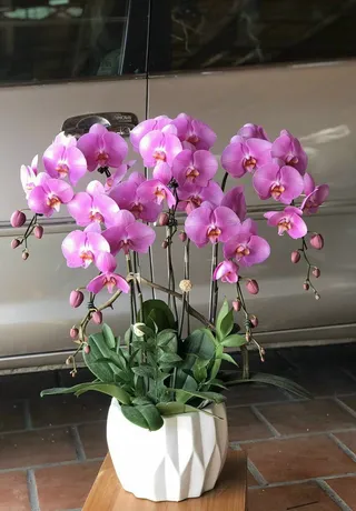 Hoa Lan Huyện Bạch Long Vĩ
