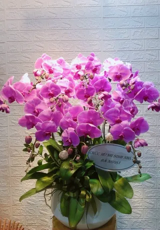 Hoa Lan Huyện Cát Hải
