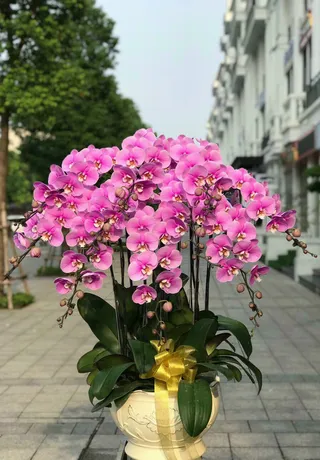 Hoa Lan Huyện Dầu Tiếng