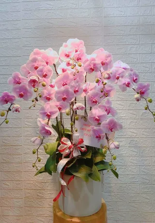 Hoa Lan Huyện Kiến Thuỵ
