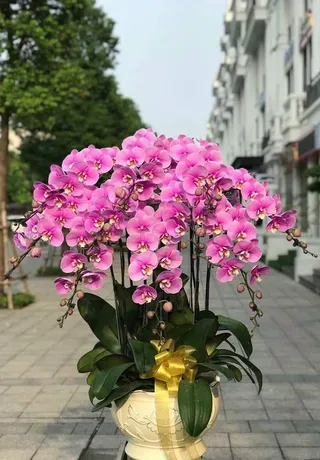 Hoa Lan Huyện Tiên Lãng Hải Phòng