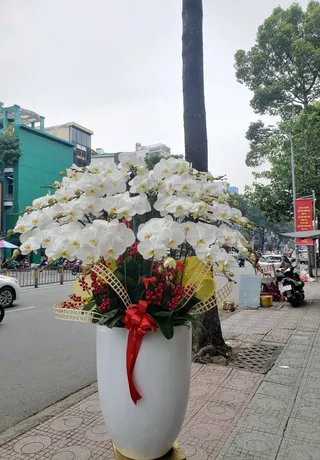 Hoa Lan Quận Hồng Bàng