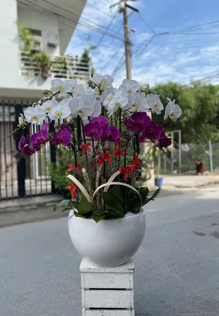Hoa Lan Quận Lê Chân