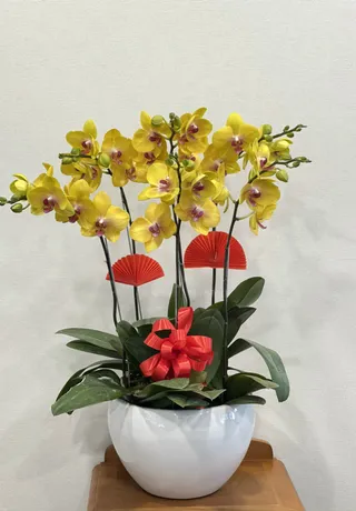 Hoa Lan Quận Ngô Quyền Hải Phòng
