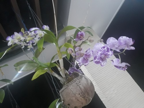 Chậu gáo dừa trồng lan mỹ nghệ Chậu gáo dừa trồng lan mỹ nghệ