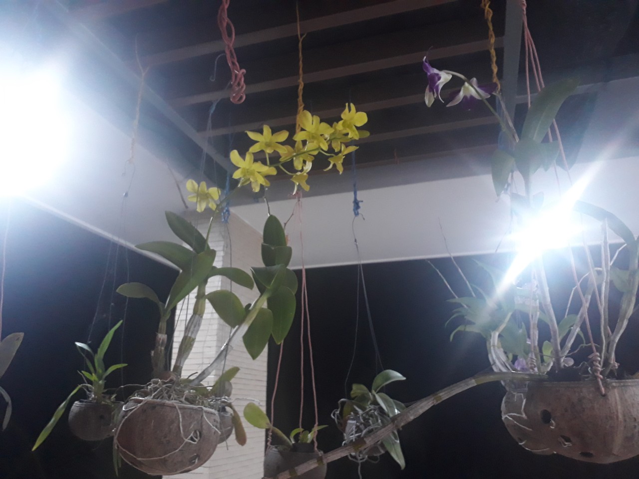 chau-gao-dua-trong-lan-01 chau-gao-dua-trong-lan-01