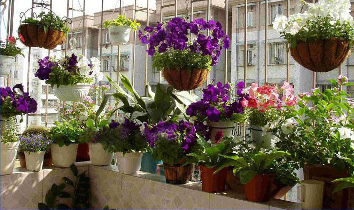 chậu hoa treo tường chậu xơ dừa chậu hoa treo tường chậu xơ dừa