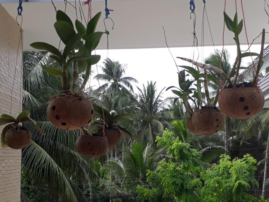 Chậu gáo dừa trồng lan Size Lớn - Mỹ Nghệ Nam Trang