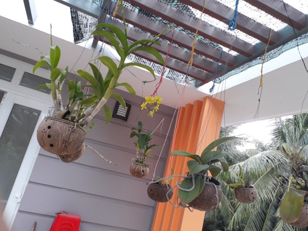 gáo dừa trồng lan - cách trồng lan chậu gáo dừa gáo dừa trồng lan - cách trồng lan chậu gáo dừa