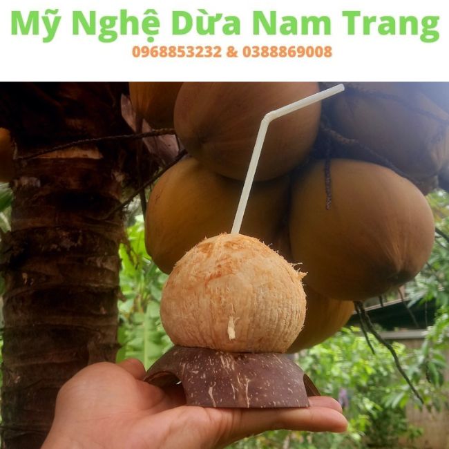 Đế lót trái dừa trọc bằng gáo dừa - Dừa Việt