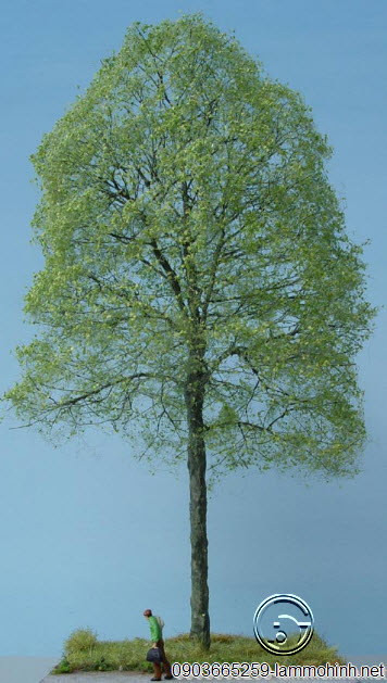 Mô hình kiến trúc cây sồi Châu Âu Mô hình kiến trúc cây sồi Châu Âu