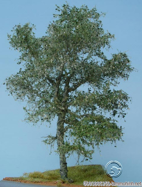 Cận cảnh mô hình cây Bạch Dương Cận cảnh mô hình cây Bạch Dương