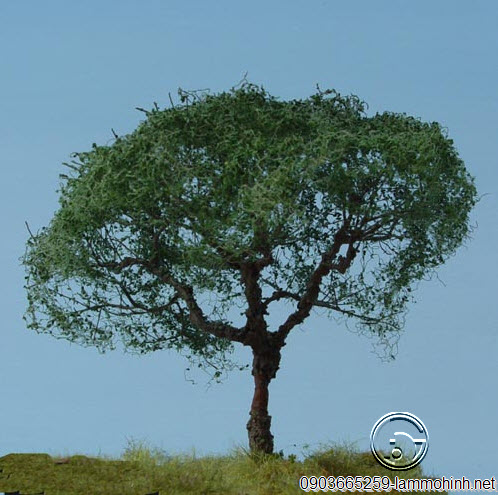 Cận cảnh mô hình cây Sồi Cận cảnh mô hình cây Sồi