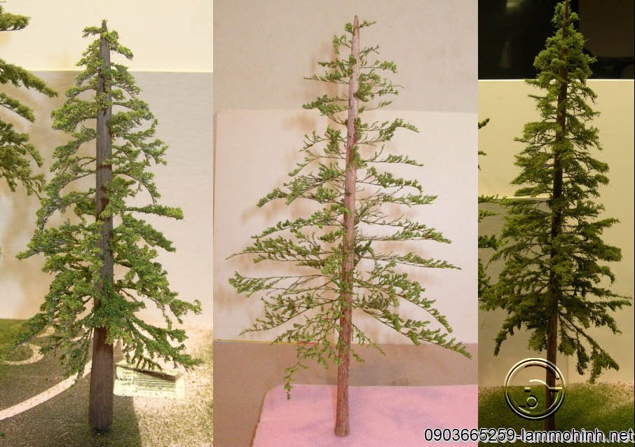 Cận cảnh mô hình kiến trúc cây thông đơn lẽ Cận cảnh mô hình kiến trúc cây thông đơn lẽ