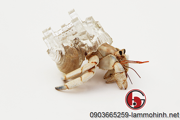 Mô hình kiến trúc tòa lâu đài được chú ốc vác trên lưng Mô hình kiến trúc tòa lâu đài được chú ốc vác trên lưng