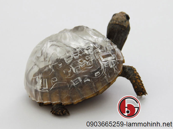 Phong cảnh đồi núi và những ngôi nhà trên chiếc mai rùa Phong cảnh đồi núi và những ngôi nhà trên chiếc mai rùa