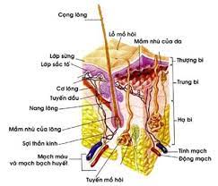 xà bông trị mụn xà bông trị mụn