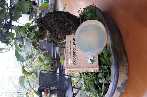 xà bông dừa ccfl xà bông dừa ccfl