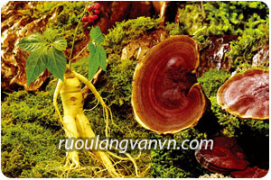 Thuốc Bắc trị mụn Thanh Trang có gây bào mòn da không? Thuốc Bắc trị mụn Thanh Trang có gây bào mòn da không?