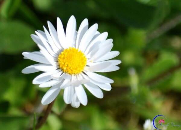 Mỹ phẩm Thanh Trang bật mí 2 công thức trị mụn siêu hiệu quả từ thảo dược hoa cúc Mỹ phẩm Thanh Trang bật mí 2 công thức trị mụn siêu hiệu quả từ thảo dược hoa cúc