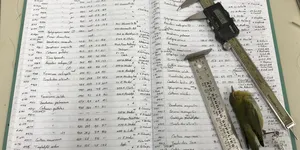 Chim bị nhỏ dần đi vì biến đổi khí hậu