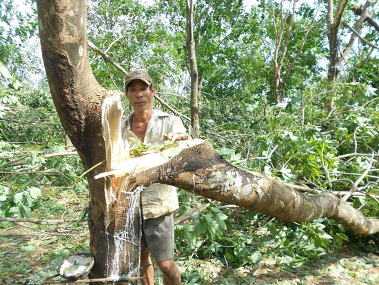 Siêu bão Doksuri tàn phá hàng ngàn hecta cao su, keo tràm Siêu bão Doksuri tàn phá hàng ngàn hecta cao su, keo tràm
