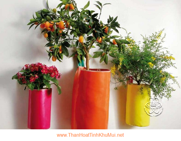 Khử mùi bằng cây xanh thiên nhiên Khử mùi bằng cây xanh thiên nhiên