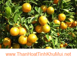 Khử mùi hôi tủ lạnh bằng quýt Khử mùi hôi tủ lạnh bằng quýt