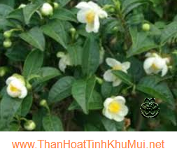 Phương pháp khử mùi hôi tủ lạnh bằng chè Phương pháp khử mùi hôi tủ lạnh bằng chè