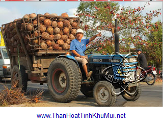 Thu gom gáo dừa
