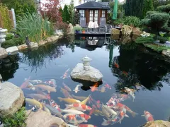 Vì sao nên sử dụng than hoạt tính hồ cá?