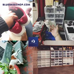 Câu chuyện về Blue Deer