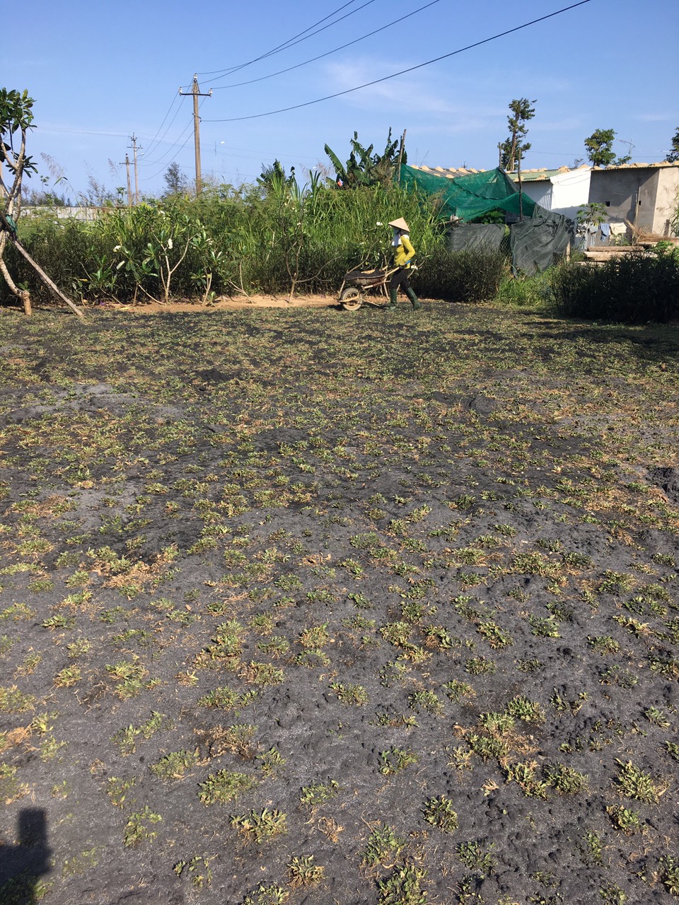 THI CÔNG TRỒNG CÔNG TRÌNH 5000M2 CỎ GỪNG TẠI QUÃNG NGÃI