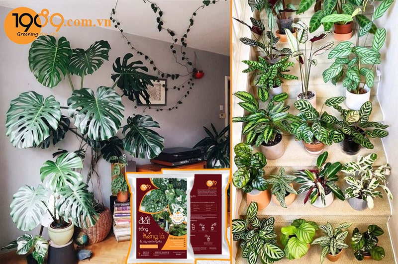 Tổng Hợp Các Loại Đất Và Phân Bón Phổ Biến Hiện Nay