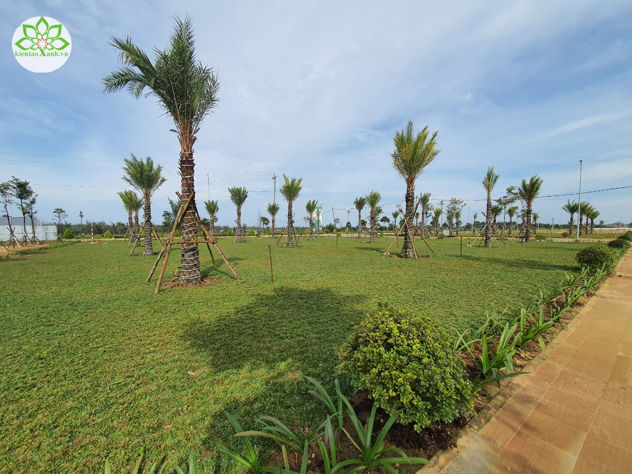 CUNG CẤP CỎ LÁ GỪNG THÁI LAN TẠI QUÃNG NGÃI - MIỀN TRUNG CHẤT LƯỢNG NHẤT