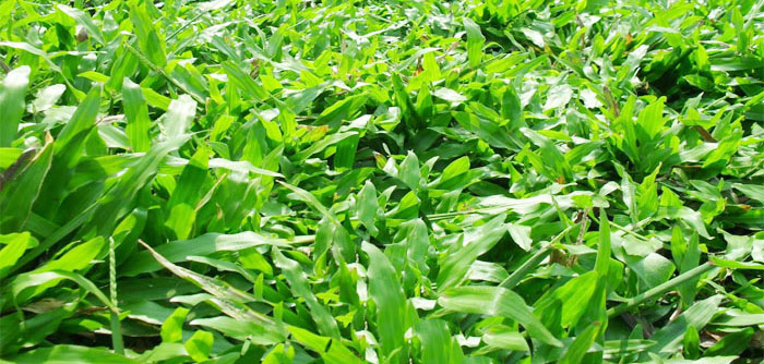 So Sánh Cỏ Lá Gừng Thái Và Cỏ Lá Gừng Thường