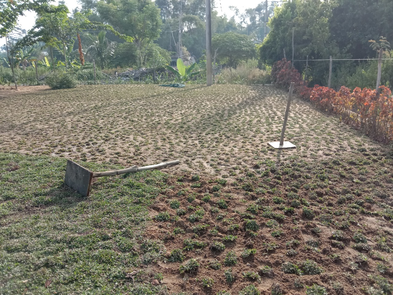 cỏ lá gừng thái lan