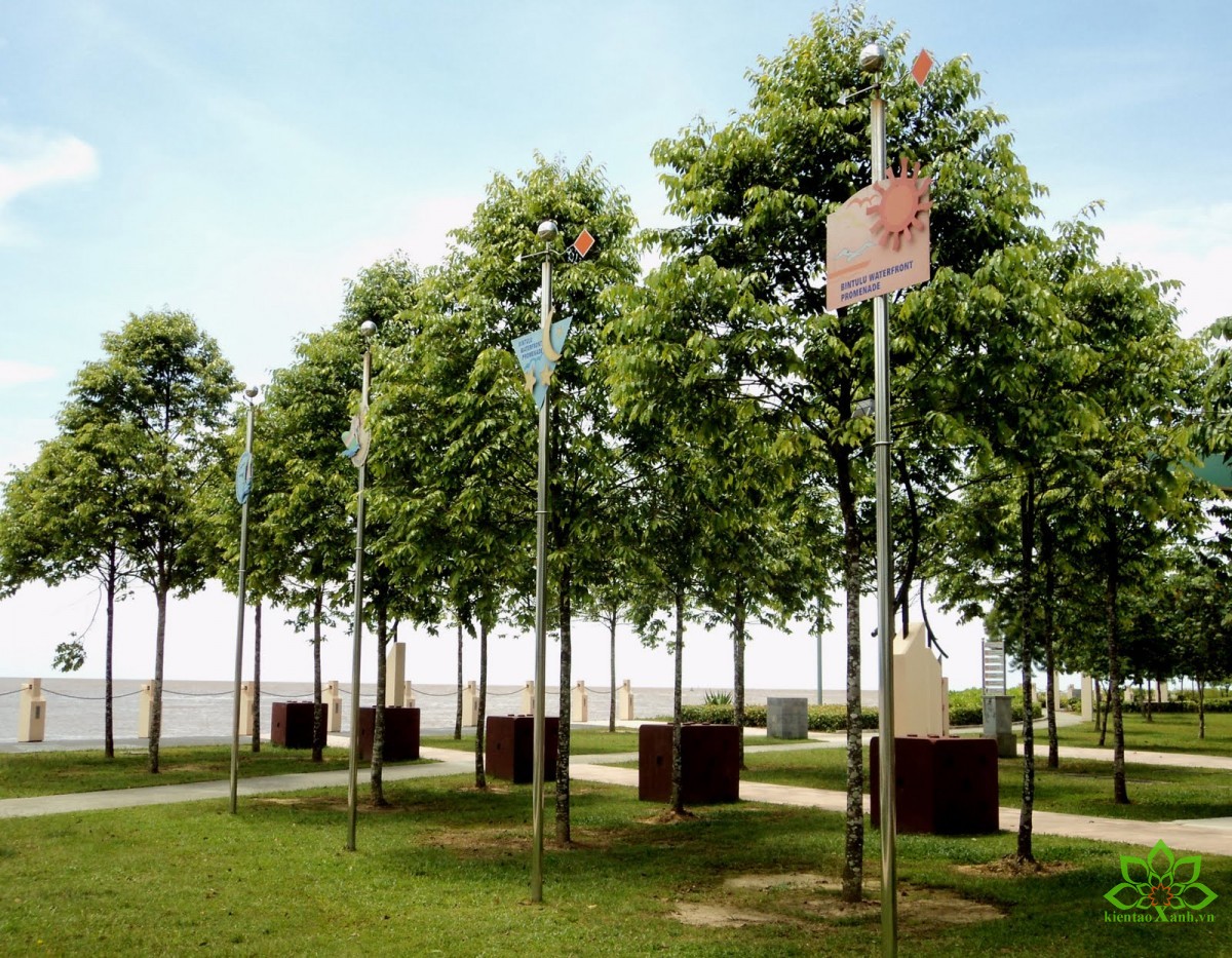 Cây Sao Đen, Sao Đen, cây công trình miền trung