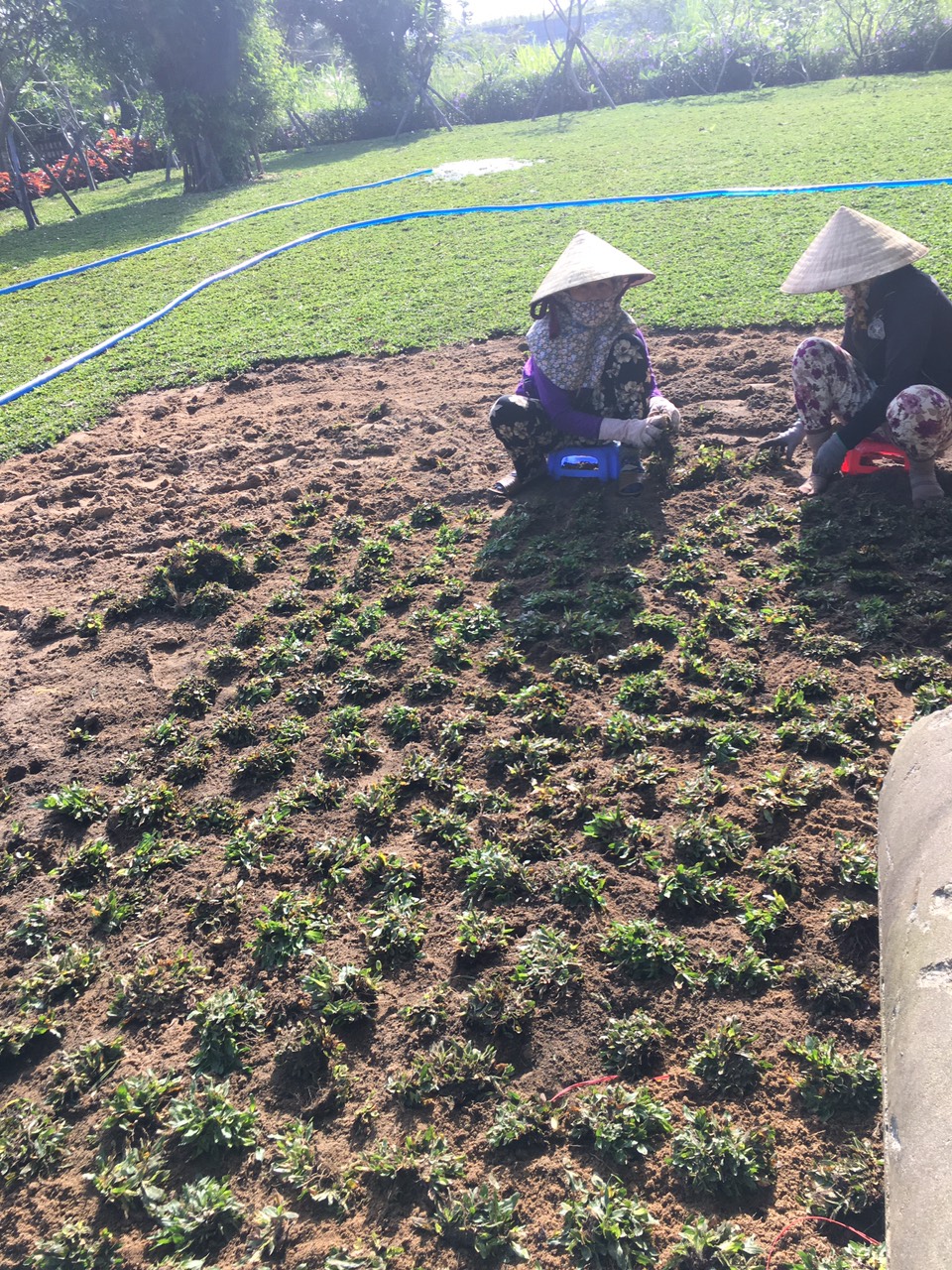 cỏ lá gừng thái lan - cấy cỏ