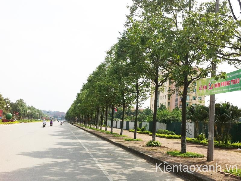 Cây Sao Đen, Sao Đen, cây công trình miền trung