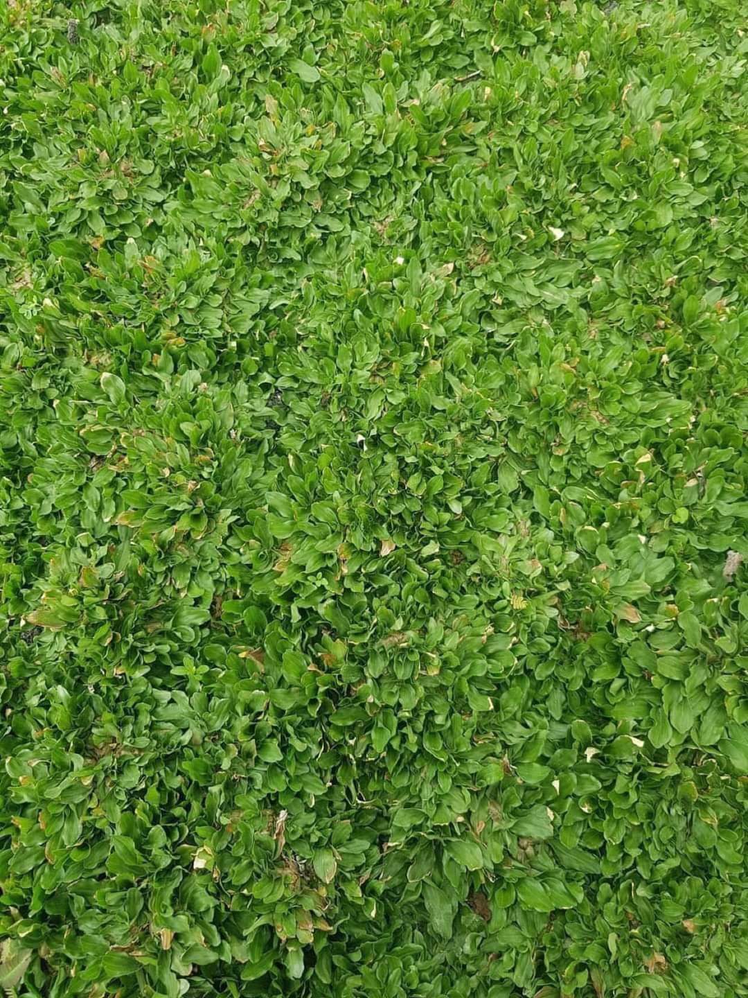 CỎ LÁ GỪNG - CÁC YẾU TỐ ẢNH HƯỜNG ĐẾN ĐỘ BỀN CỦA THẢM CỎ LÁ GỪNG