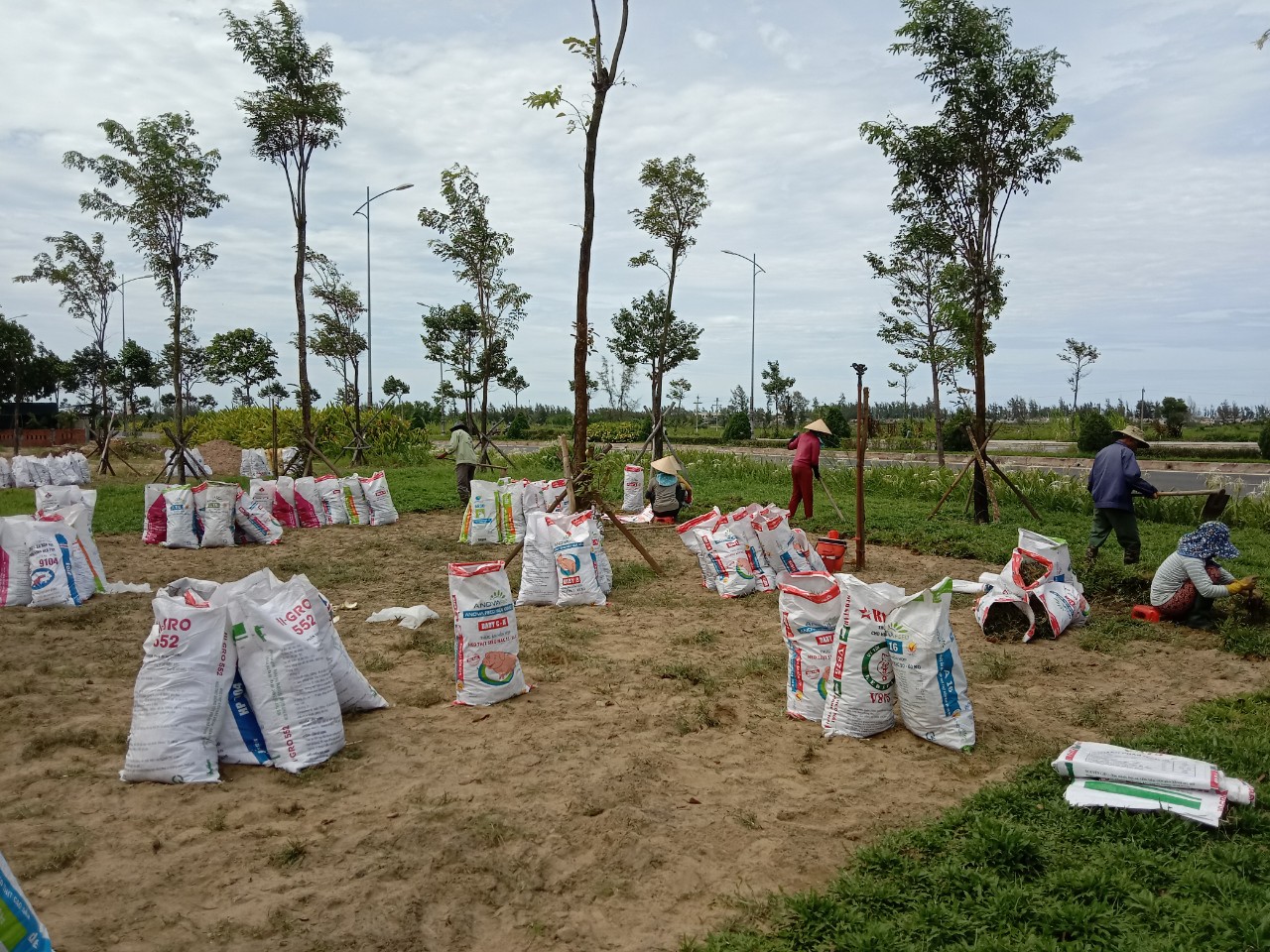 CUNG CẤP CỎ LÁ GỪNG THÁI LAN TẠI QUÃNG NGÃI - MIỀN TRUNG CHẤT LƯỢNG NHẤT