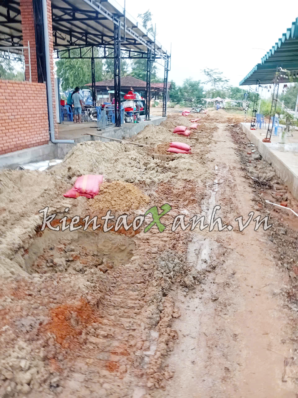 hố trồng dừa kiến tạo xanh