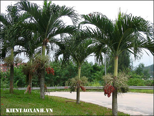 Cây cau - 6 Loại Cây Xanh Giúp Chống Bão