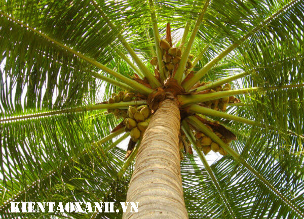 cây dừa - 6 Loại Cây Xanh Giúp Chống Bão