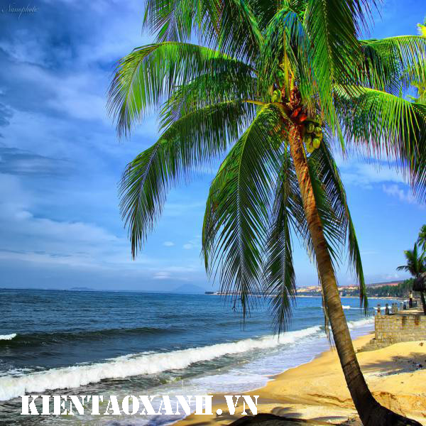 cây dừa - 6 Loại Cây Xanh Giúp Chống Bão